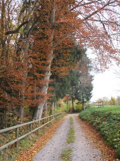 Wäldli unterhalb Alberenberg bei Mörschwil. (Bild: Moni Meier)