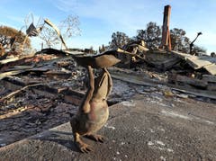 Eine Froschskulptur bei einem zerstörten Haus in Malibu. (Bild: AP Photo/Reed Saxon, 13. November 2018)
