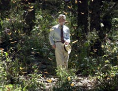 Charles besucht eine Schmetterlings-Farm in Chincua in Mexico im Jahr 2002. Er bereiste damals in fünf Tagen Mexiko und Brasilien. (Bild: Archiv/KEYSTONE/AP Photo/PA/Toby Melville)