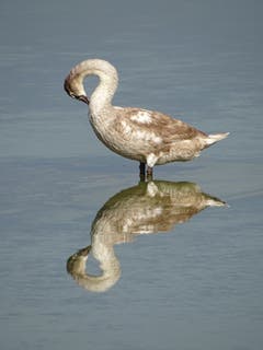 Ein junger Schwan im Herbst. (Bild: Jörg Lehmann)