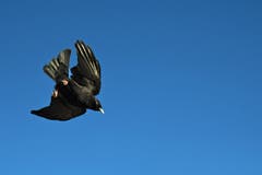 Ein Schnappschussvolltreffer auf dem Säntis. (Bild: Walter Schmidt)