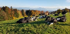 Sicht über das Seetal. (Bild: Toni Schleiss, 11. November 2018)