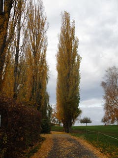 Herbststimmung beim Schlosswatt Mörschwil. (Bild: Franz Meier)