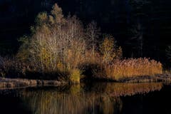 Letztes Sonnenlicht am Wenigerweiher. (Bild: Christian Wild)