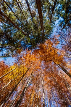 Der unendliche Herbst 2018 in Herisau. (Bild: Luciano Pau)