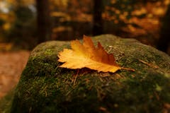 Das einsame Eichenblatt - die Natur ist auch bei unserem grossen Nachbar langsam am einschlafen. (Bild: Remo Schläpfer)