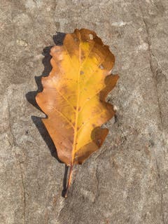 Eichenlaub im Herbst in Oberriet. (Bild: Toni Sieber)