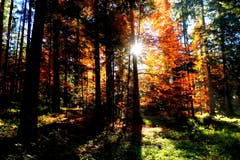 Herbst im Meggerwald (Bild: Walter Buholzer)