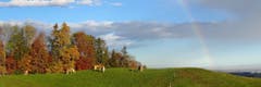 Eine Pferdeherde vor dem Herbstwald in Alterschwil bei Flawil. (Bild: Marion Jaksch)