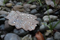 Ein Herbstblatt am Stadtrand von Frauenfeld, nähe Obholz. (Bild: Jasmin Haas)