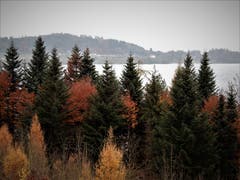 Was für eine tolle Farbenpracht, das ganz alleine hat für uns der Herbst gemacht! Aufgenommen auf der Wanderung rund um den Chiemen in Immensee. (Bild: Margrith Imhof-Röthlin (16. November 2018))