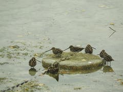 Einige Bekassinen bei einem Zwischenhalt. Diese Vogelart steht in der Schweiz auf der roten Liste. (Bild: Helen Kilchherr)