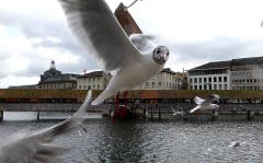 Schon wieder der mit der Kamera! (Bild: Walter Buholzer (Luzern, 16. November 2018))