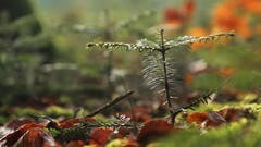 Ein junges Tännchen kämpft sich durchs Laub. (Bild: Irene Wanner (Schötz, 17. November 2018))