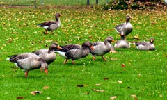 Für einen perfekten Gänsemarsch muss aber noch geübt werden. (Bild: Walter Buholzer (Luzern, 16. November 2018))