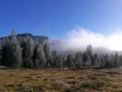 Der Sonnenschein, der Reif an den Bäumen und der Nebel erzeugen eine mystische Herbststimmung auf dem Glaubenberg. (Bild: Urs Gutfleisch (Glaubenberg, 17. November 2018))