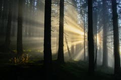 Wenn der Nebel der Sonne die Show stiehlt - oder umgekehrt. (Bild: Walter Huwiler (Fräkmüntegg, 16. November 2018))