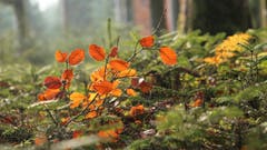 Herbstlaub im Licht des Waldes. (Bild: Irene Wanner (Schötz, 17. November 2018))