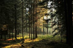 Das Sonnenlicht strahlt durch den Wald. (Bild: Irene Wanner (Schötz, 17. November 2018))