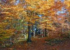 Der goldene Herbst in Untereggen (Bild: Jeannette Gabathuler)