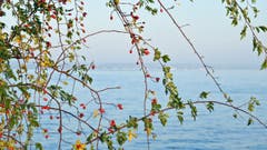 Filigraner Herbstvorhang in Romanshorn. (Bild: Walter Schmidt)