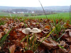 Pilze an wunderbarer Aussichtslage, oberhalb dem Hüttwilersee (Bild: Stephan Lendi)