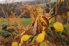 Leuchtende Blätter in Degersheim.(Bild: Erika Steiger)