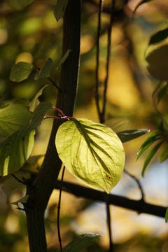 Herbstleuchten beim Gübsensee (Bild: Katharina Nagy)