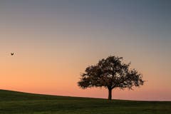 Langsam wird es Nacht in Gossau (Bild: Franziska Hörler)