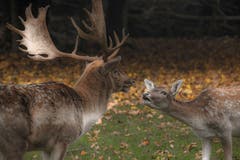 Damhirsche im Zwiegespräch im Wildpark Peter und Paul. (Bild: Franziska Hörler)