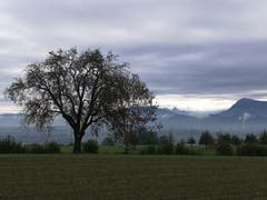 Impressionen mit Blick auf die Rigi und die beiden Mythen. (Bild: Urs Gutfleisch (Römerswil, 2. November 2018))