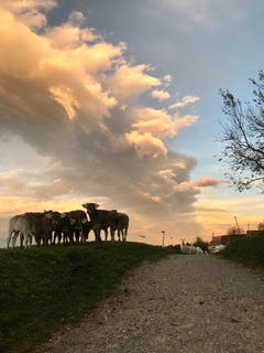 Abendstimmung auf der Notkersegg. (Bild: Petra Wissmann)