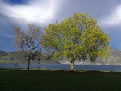 Farbenfrohe Herbststimmung am Vierwaldstättersee in Beckenried. (Bild: Urs Gutfleisch (31. Oktober 2018))