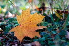 Ein Ahornblatt im Wald. (Bild: Marianne Schmid (Eich, 1. November 2018))