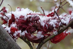 Erste Schneeflocken am Untersee. (Bild: Irene Räber)