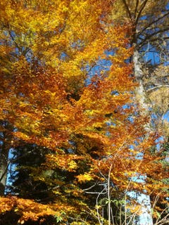 Leuchtende Herbstfarben. (Bild: Rahel Nett)