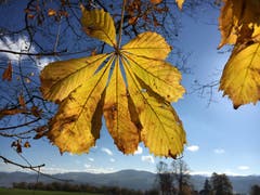 Die letzten farbigen Herbstblätter sind gezählt. (Bild: Paul Siegrist)