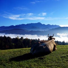 Schöne Aussicht für Mensch und Tier. (Bild: Thomas Ammann)