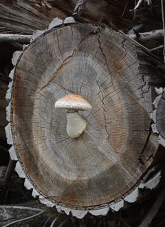 Wenn Pilze auf gefällten Bäumen wachsen. (Bild: Roland Miller)