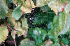 Wunder der Natur im eigenen Garten. (Bild: Irene Räber)