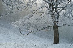 Herrliche Winterstimmung auf dem Belchen. (Bild: Marianne Schmid (Belchen, 20. November 2018))