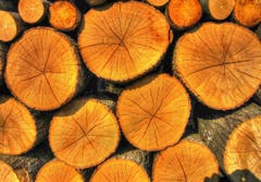 Holz isch heimelig. (Bild: Toni Sieber)