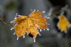 Auf dem Belchen zeigt sich der Winter von der schönsten Seite. (Bild: Marianne Schmid (Belchen, 20. November 2018))