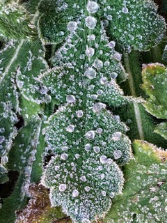 Morgenfrost in Montlingen. (Bild: Toni Sieber)
