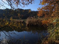 Letzte Herbstfarben beim Weierhof in der Nähe von Littenheid. (Bild: Hubert Koch)