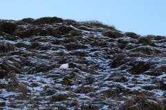 Ein Schneehuhn im Winterkleid in seinem Habitat beim Zwinglipass. (Bild: Franz Häusler)