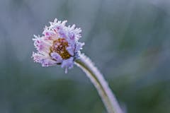 Dem Frost standhalten. (Bild: Franziska Hörler)