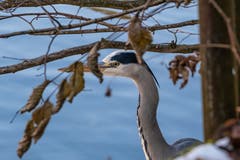 Der Reiher ruht sich aus am Gübsensee. (Bild: Luciano Pau)