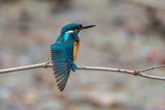 Ein Eisvogel streckt sich bei Altenrhein. (Bild: Edgar Huber)