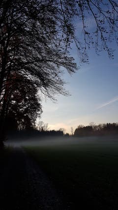 Bodennebel in der Waldlichtung. (Bild: Reto Schlegel)